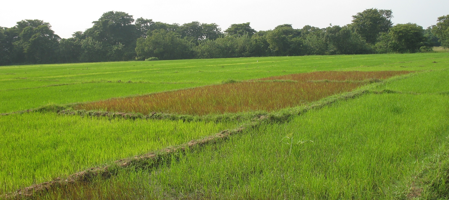 A paddy tract cultivated with Rath kanda al traditinal rice variety under programme_2_Kumudu Herath@IUCN ed