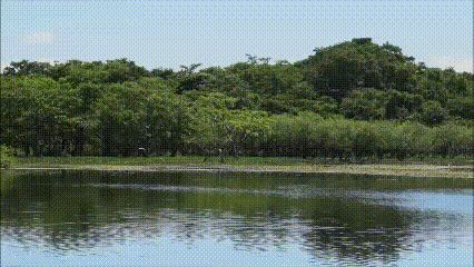 Function-of-tree-belt_short_1